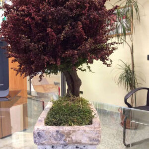 Piante stabilizzate bonsai rosso