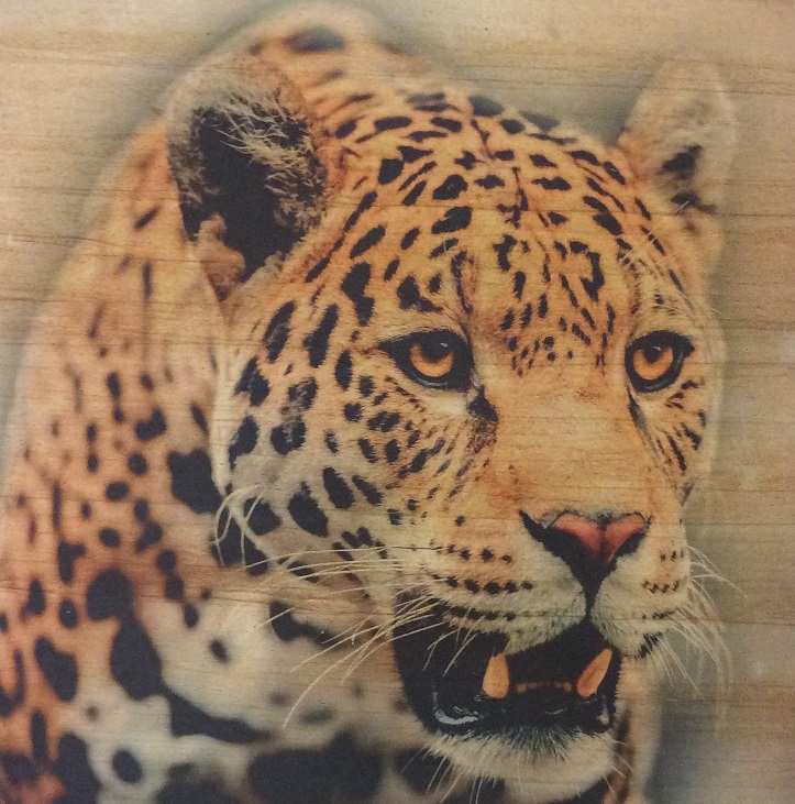 quadro leopardo